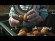 Kiwifruit Being Field Graded 2794